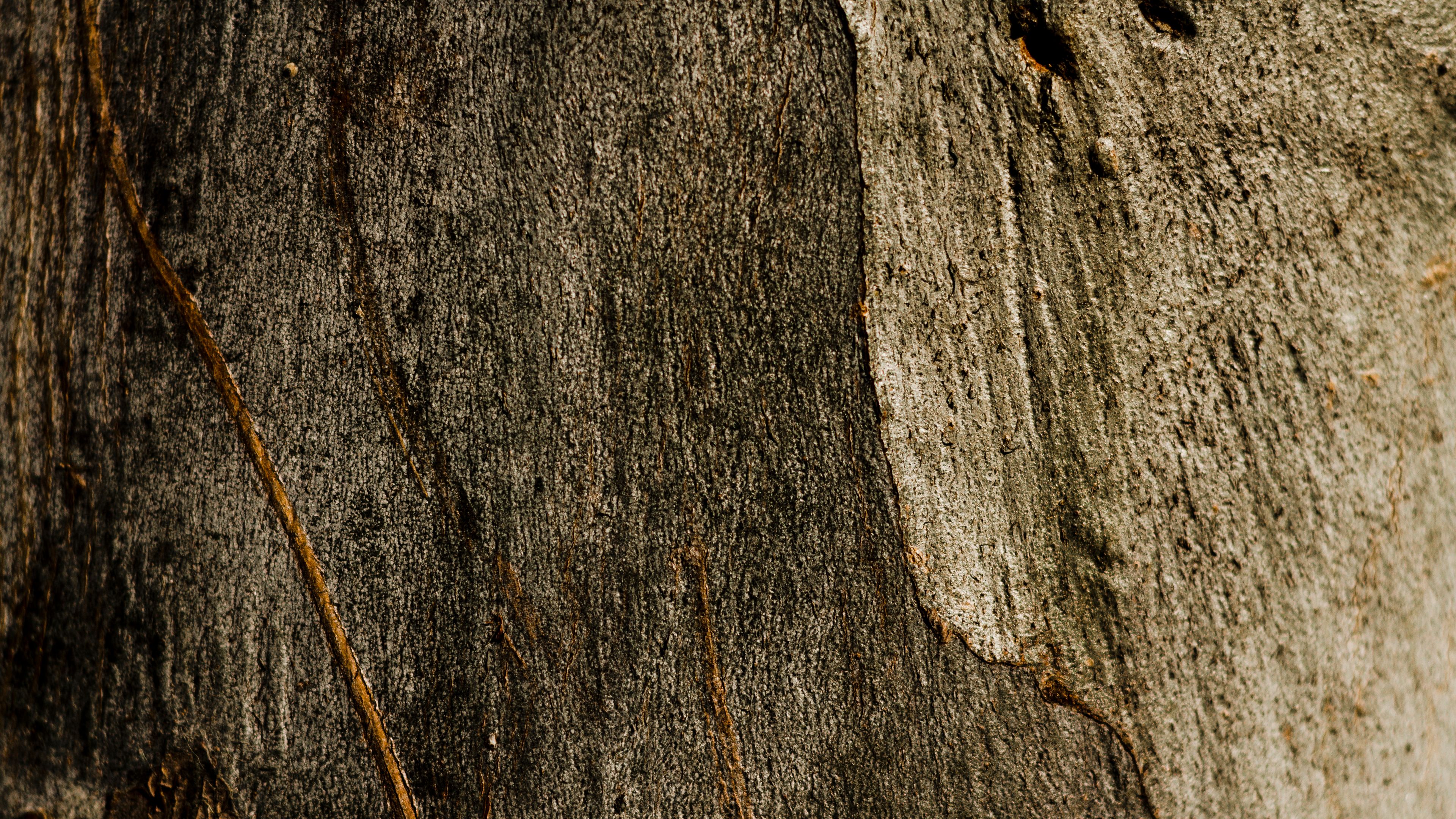 wooden rusty tree texture