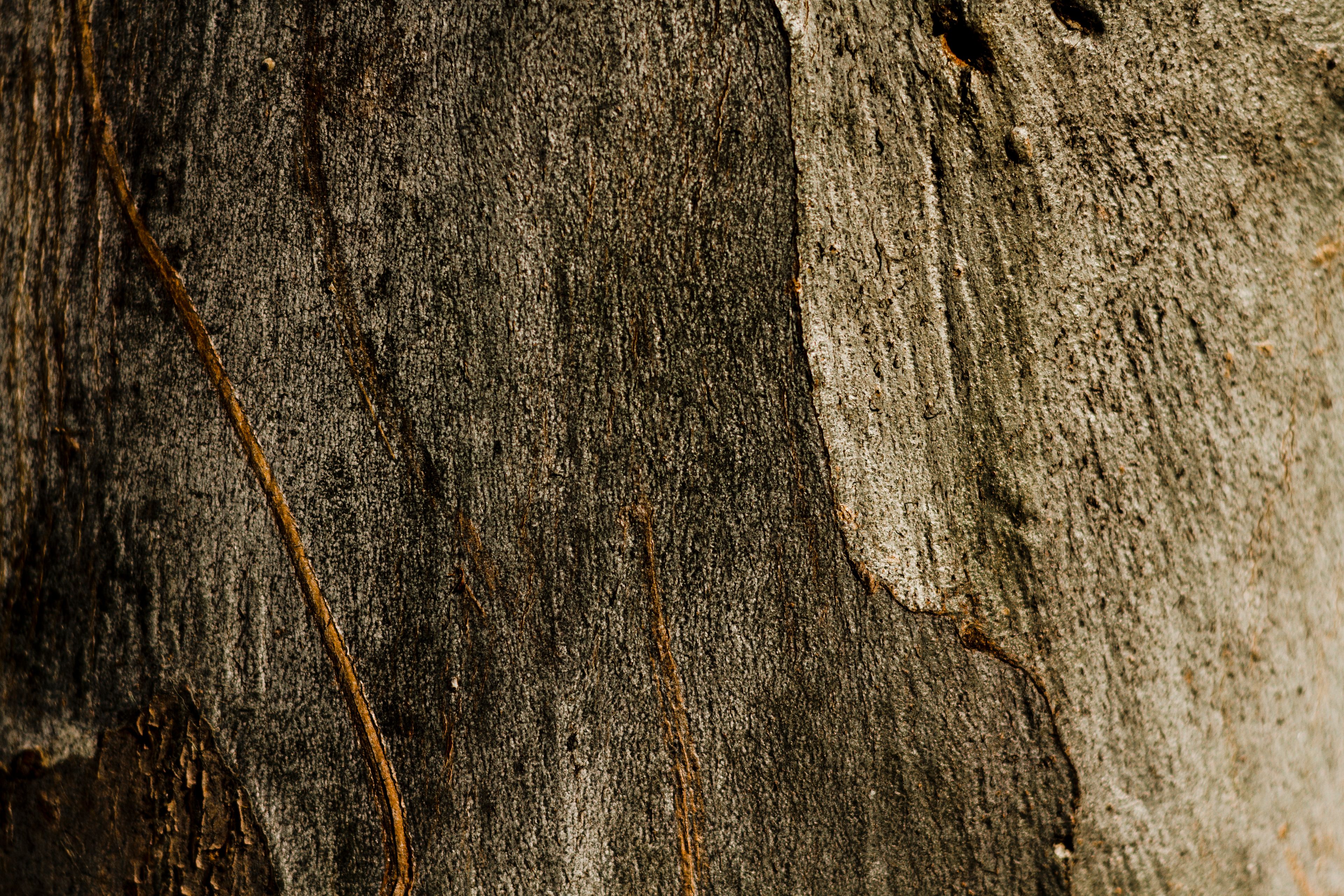 wooden rusty tree texture