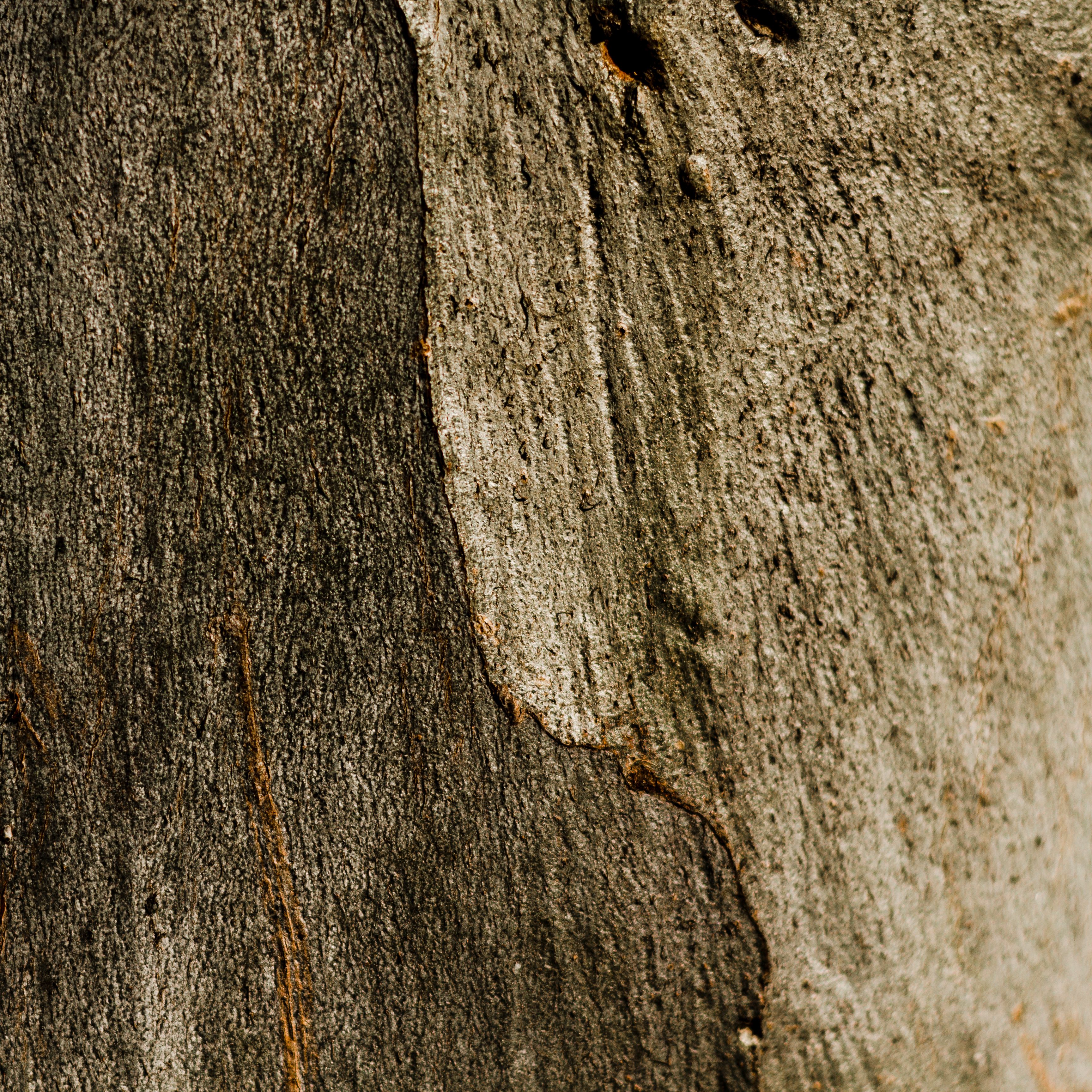 wooden rusty tree texture