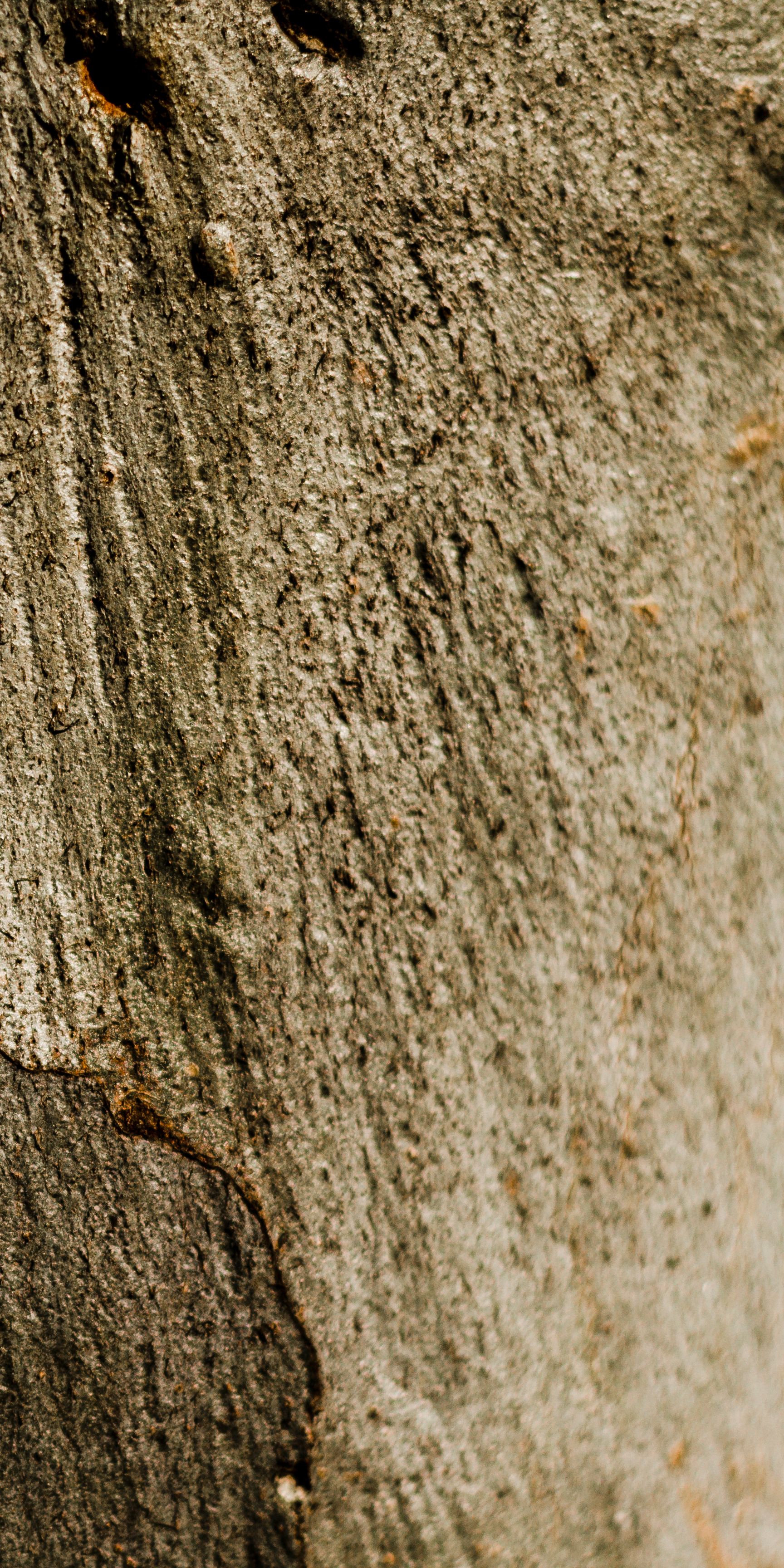 wooden rusty tree texture